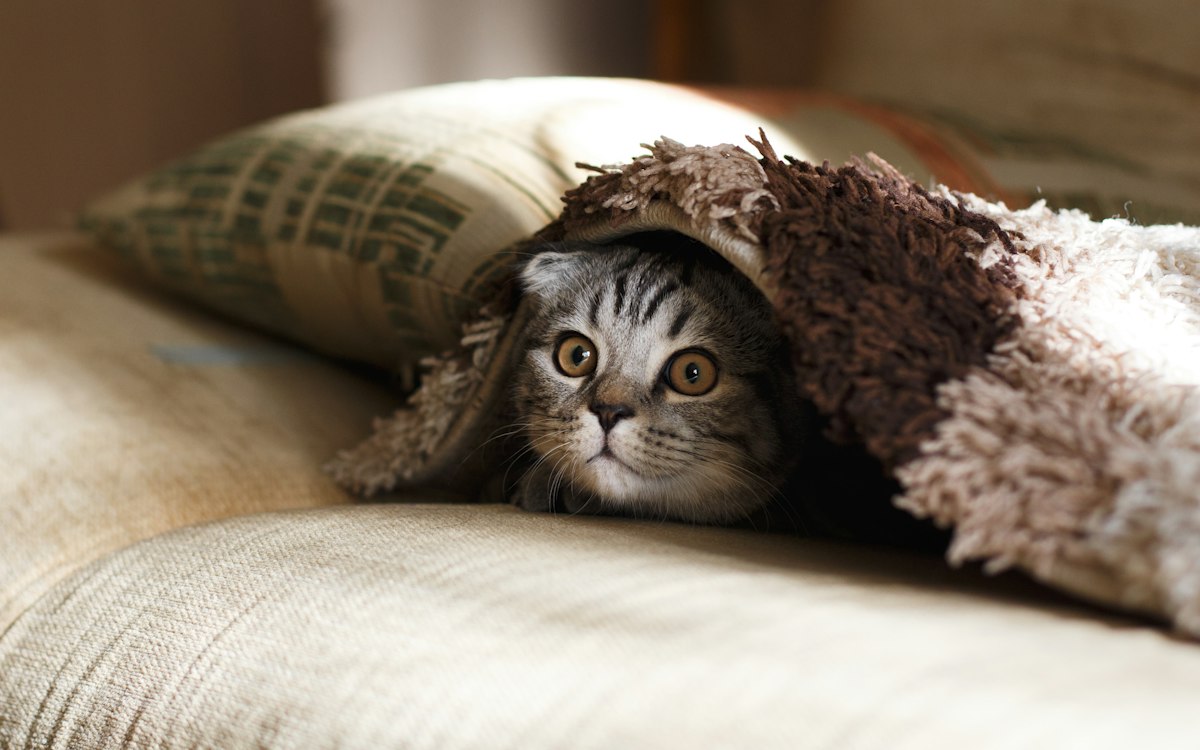 安静的猫咪