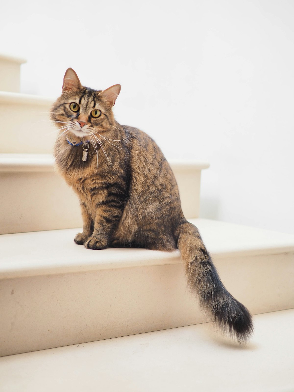 窗边的猫咪