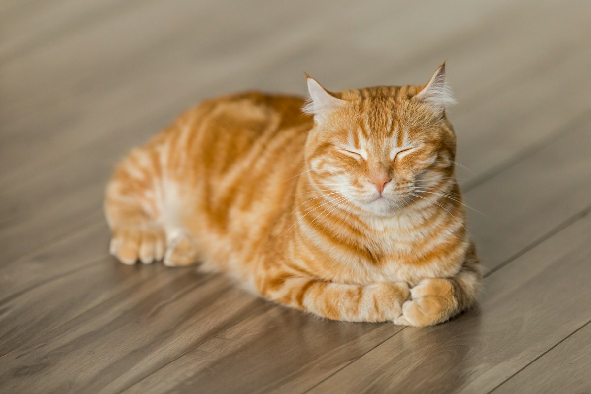 待领养的猫咪
