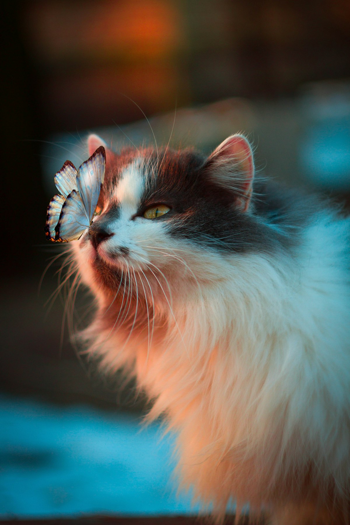 温柔的猫咪在自然光中