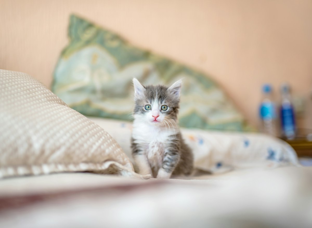 柔和暖调的猫咪