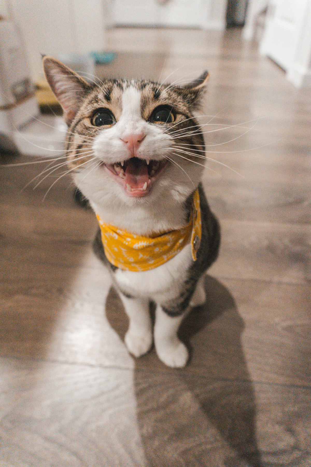 安静的白色猫咪